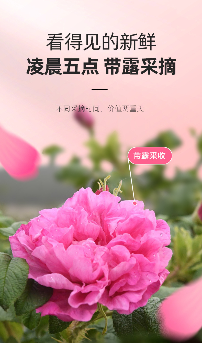 Mo Hong Rose Buds Dried Yunnan Red Rose Flower Tea 40g Jar First Flush quality and texture