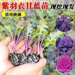 ��ʳ�������¸��{������������ԾG���¸��{�N���������ﶬ����