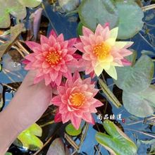 黑美人睡莲带花苞水养一年四季绿植盆栽好养办公桌客厅上档次易活