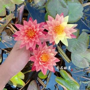 ������˯ɏ������ˮ�Bһ���ļ��Gֲ���Ժ��B�k�����͏d�ϙn���׻�