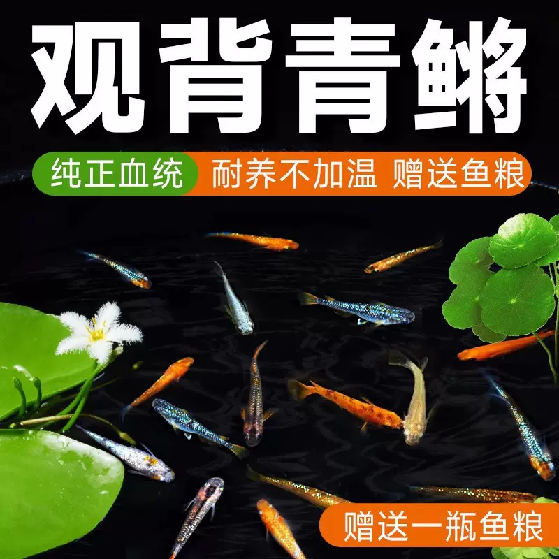观背青鳉观赏鱼冷水鱼好养耐活小型淡水