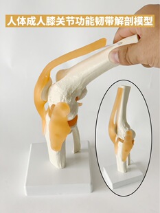 Knee joint model with ligament human skeleton teaching practice medical function display shoulder neck spine skeleton Orthopedics