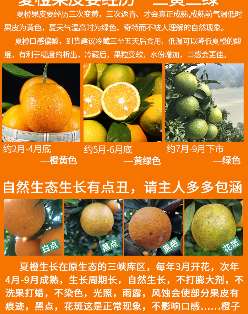 宜橙秭归夏橙绿皮新_02.jpg