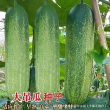 甜脆大吊瓜种子 老品种花青特大黄瓜种子 旱黄瓜四季青皮高产耐热