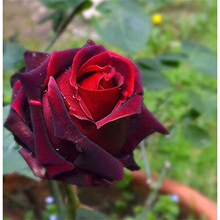 һ�����lͥԺ���¼���ħ�gõ�廨���л���ˮ�¼����Ի��ܻ����L