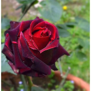 һ�����lͥԺ���¼���ħ�gõ�廨���л���ˮ�¼����Ի��ܻ����L