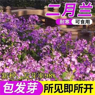 �����m���N���ļ����ﲥ�N���Ѷ������޸��T��˷N������ͺ�����
