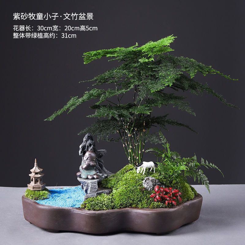 Shepherd boy asparagus bonsai