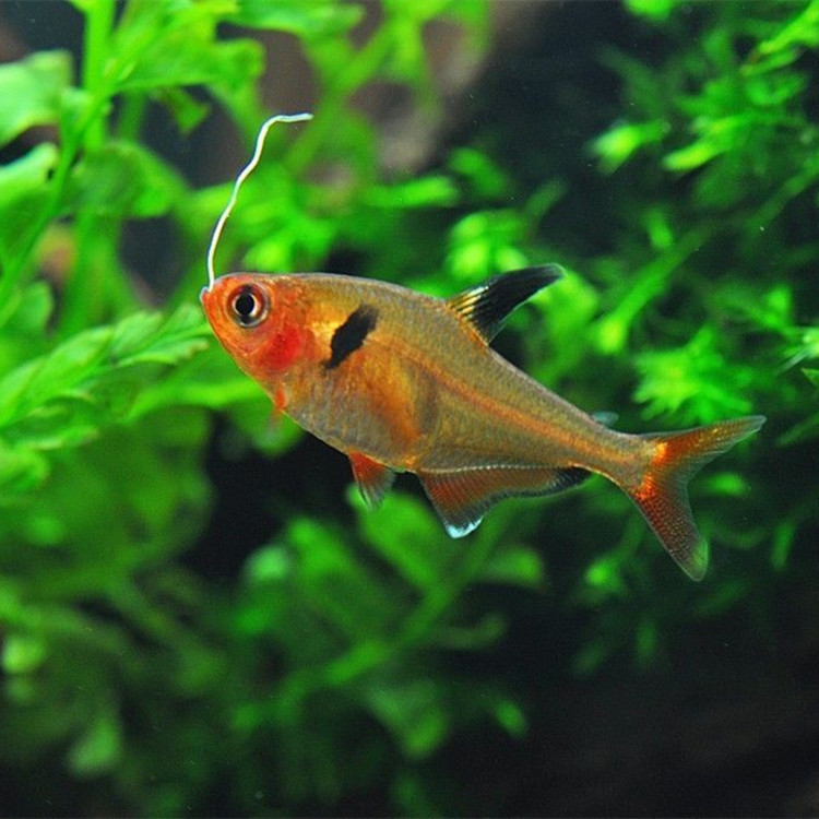 Rose pull flag fish live Red Fork Fish small grass tank group swimming fish tropical fish ornamental fish fishing factory direct package