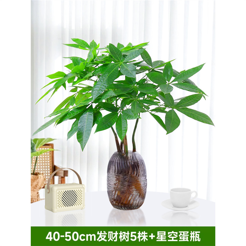 40-50cm 머니트리 5개 [별하늘 달걀병 포함] 무료 영양액 1팩