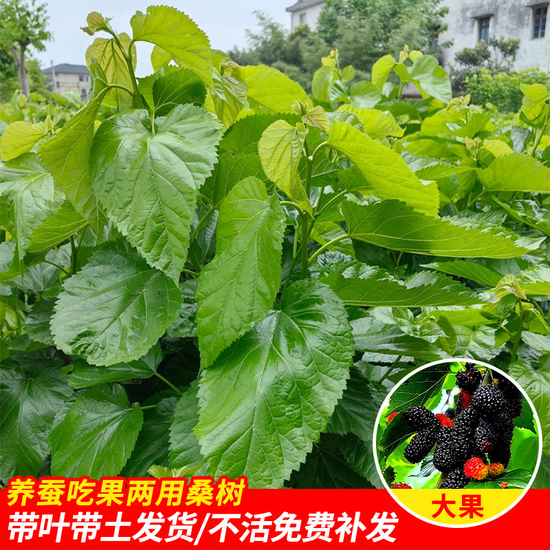 [누에 사육용 특집] 고품질 대형 열매 뽕나무 묘목/높이 30-40cm (사육용 보충제 포함)