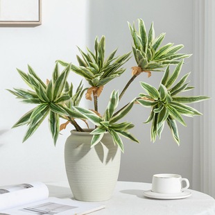 ����Gֲ�ٺ����b��F�����ľ�Ꭷ��ֲ��廨���������~����