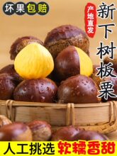 板栗生新鲜当季2025新鲜嫩野生板栗毛栗子农家板栗非锥栗小油栗子