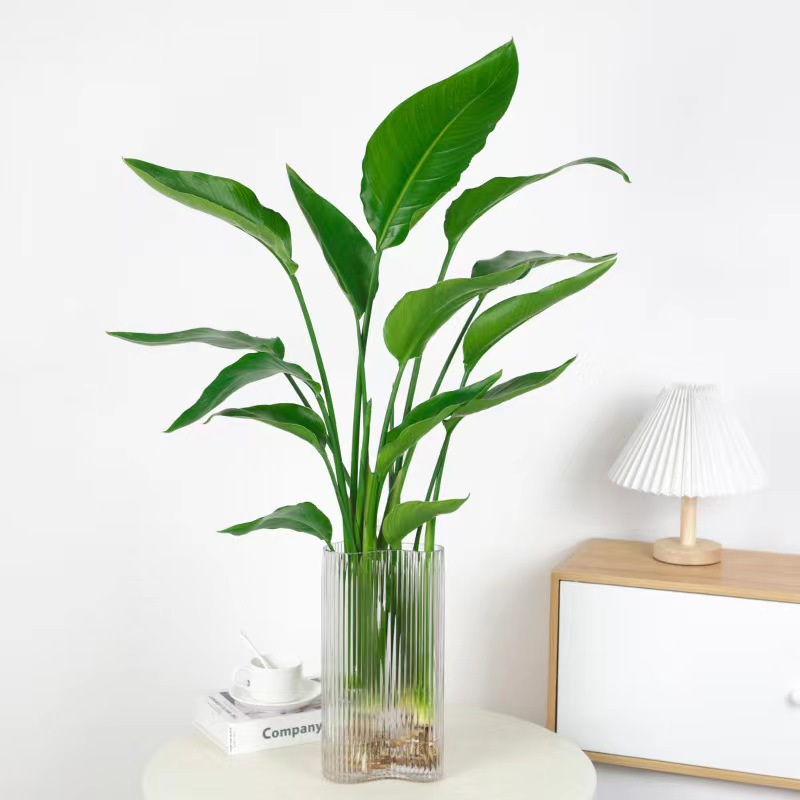 극락조 60-70cm [3그루] + 투명 발자국병