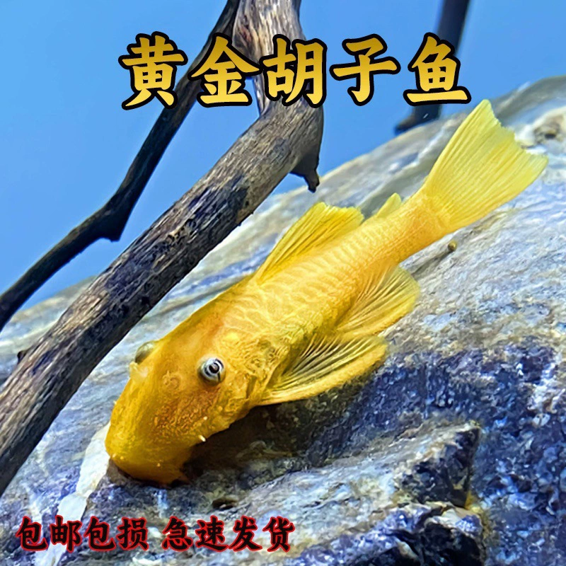 Золотая борода, большой парусный инструмент, аквариум, удаление водорослей, тропические маленькие пресноводные рыбы, красные и синие глаза, случайная доставка корма