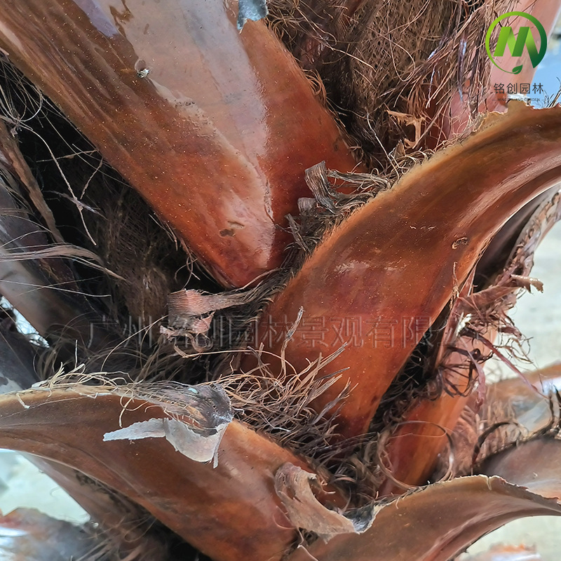 Suministro directo de fábrica de jardines de decoración interior y exterior de parques y centros comerciales