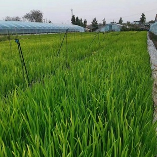 Blue Flower Iris Seedlings Park River Greening Plants Aquatic Perennial Cold-Resistant and Shade-Tolerant Wetland Emergent Plants