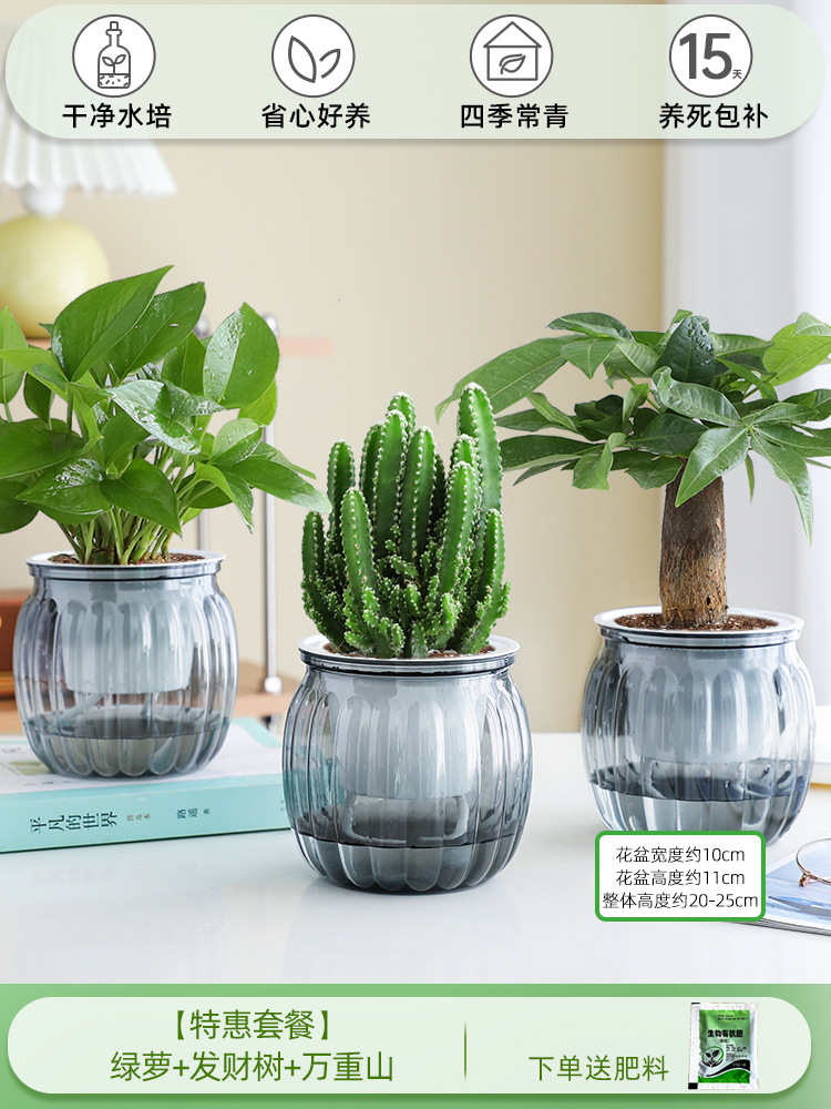 [특가 패키지] 포토스 + 머니트리 + 완중산