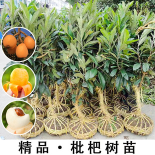 Large Five-Star Loquat Saplings Planted in the Ground, Extra-Large North and South Planting, Early-Maturing, Seedless Grafted Loquat Saplings in the Same Year