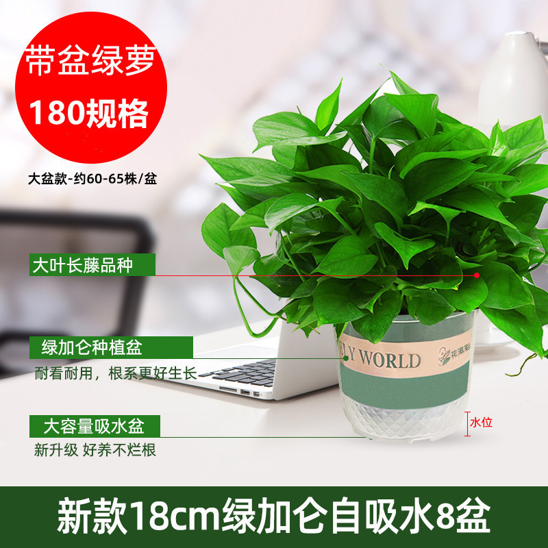 180 Green Radish Green Radish Hydroponic Indoor Formaldehyde-Absorbing Green Plant Hydroponic Plant Long Vine Spider Orchid Green Radish Potted Plant Wholesale