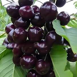 正宗车厘子树苗黑珍珠大樱桃果树美早黄蜜红灯苗南方北方种植果苗