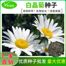 白晶菊种子小白菊晶晶菊雪地菊花籽长花期花坛室外阳台盆栽春秋播