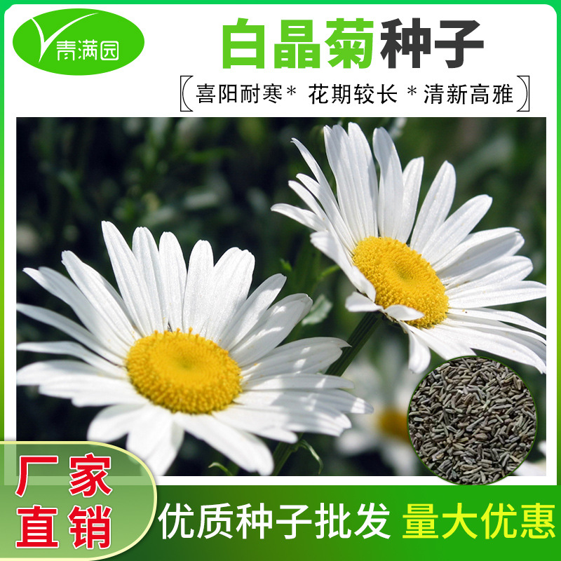 白晶菊种子小白菊晶晶菊雪地菊花籽长花期花坛室外阳台盆栽春秋播