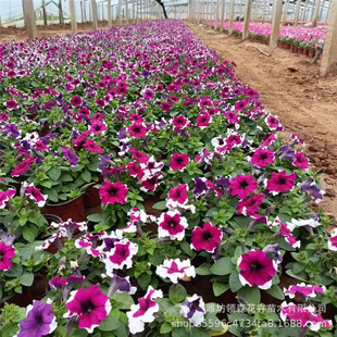 Petunia Seedlings Petunia Vine Rose Blue Rainy Balcony Courtyard Small Flower Seedlings All Year Round