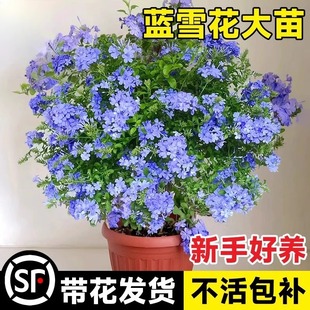 �{ѩ�������͟��ļ��_��ֲ���̨ͥԺ���@���پGֲ�t��ѩ�҃Ȼ���
