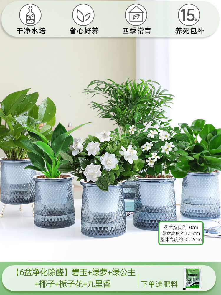 [6개의 정화 및 알데히드 제거 냄비] 재스퍼 + 포토스 + 그린 프린세스 + 코코넛 + 치자나무 + 지우리샹
