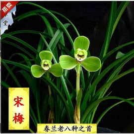 正品 兰花苗 花苞宋梅 春兰 兰花室内客厅盆栽浓香型盆景绿植