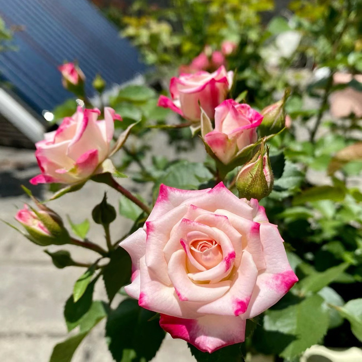 굴절거품 [멀티헤드 라이트 향] 샤오먀오