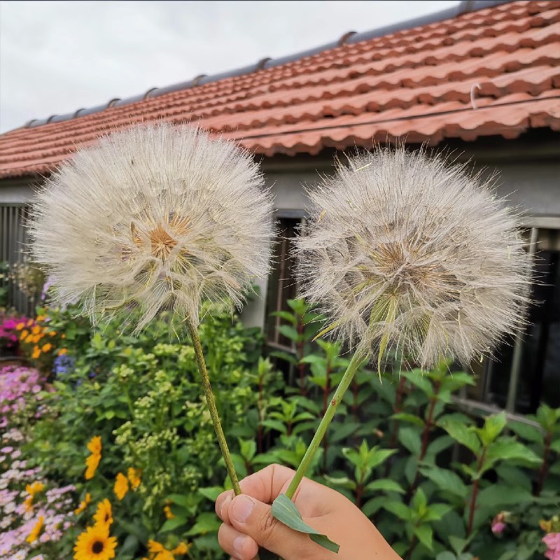 Semillas de flores, semillas de flores.