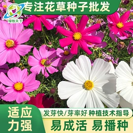 种子;草坪;草种子