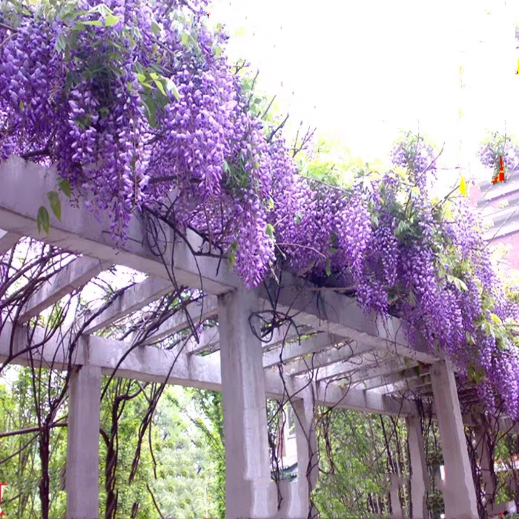 O1CN017iOLPM1uUpVocXYxE_!!1597