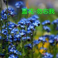 蓝花勿忘我勿忘草春播秋播室内庭院简单易活花卉盆栽多年生花卉籽