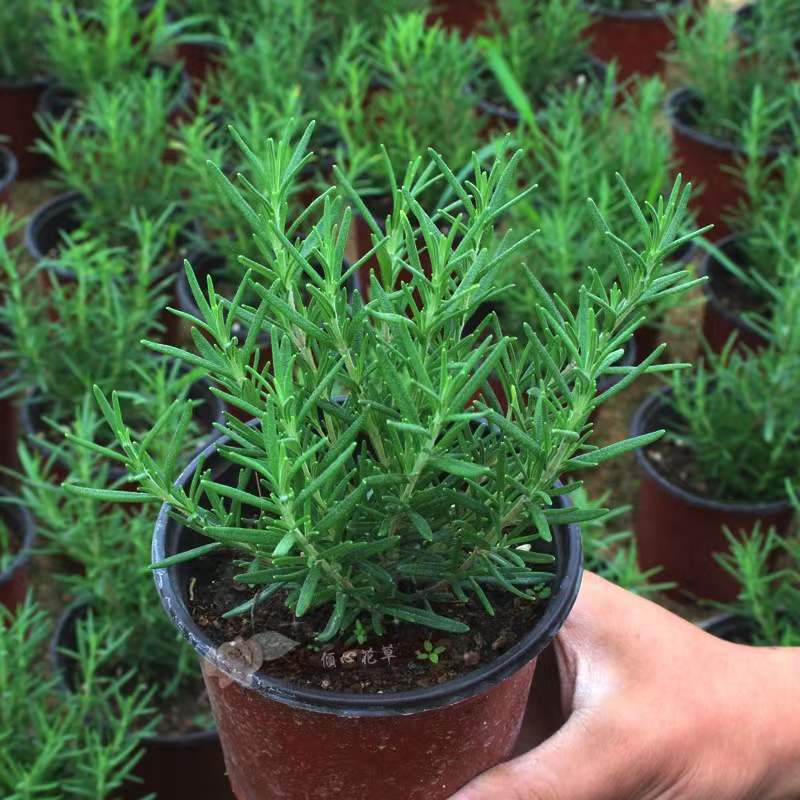 Rosemary Potted Edible Green Plants and Flower Plants Indoor Flower Steak with Thyme Mint Mosquito Repellent