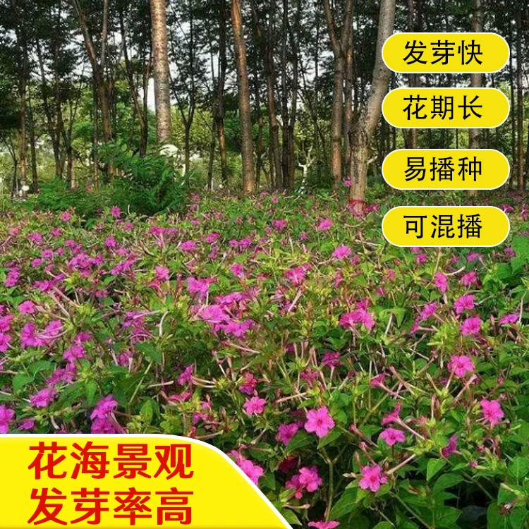 Мирабилис Халапа семена Four Seasons Садовая посадка Цветочный пейзаж комбинированный цветок морской пейзаж семена можно оплатить