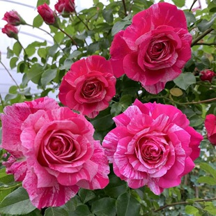 ����ɯ˹���¼�����o�����ٱ��¼�����󻨼tɫ�l�yͥԺ�༾�_��