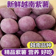 越南小紫薯2/5斤新鲜现挖红薯粉糯板栗薯地瓜番薯圆珍珠紫薯