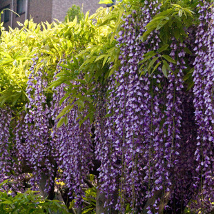 Cold-Resistant Wisteria Flower Seedlings Potted Climbing Plants Large Seedlings Courtyard Firecracker Flower Hanging Flower Seedlings Green Plants Blooming Florals in All Seasons