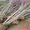 Sell Bauhinia Supply Scenery Green Bauhinia for a long time selling Bauhinia now digs for sale