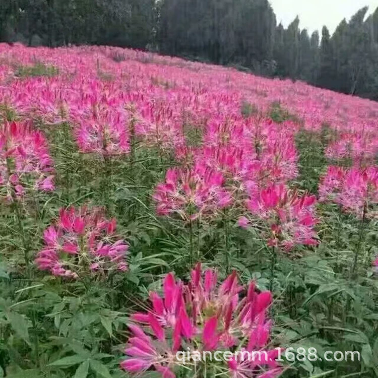 Оптовая Пьяные семена бабочки Четыре сезона цветения Легко расти зеленый балкон садовые цветы семена Ландшафтные цветы