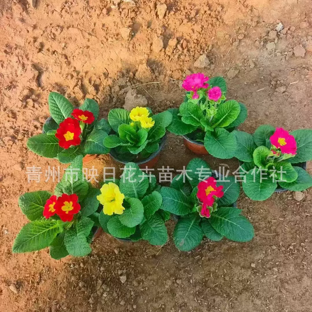 报春花盆栽大棚基地苗玫瑰报春花耐寒冬季草花过冬绿化花卉植物绿