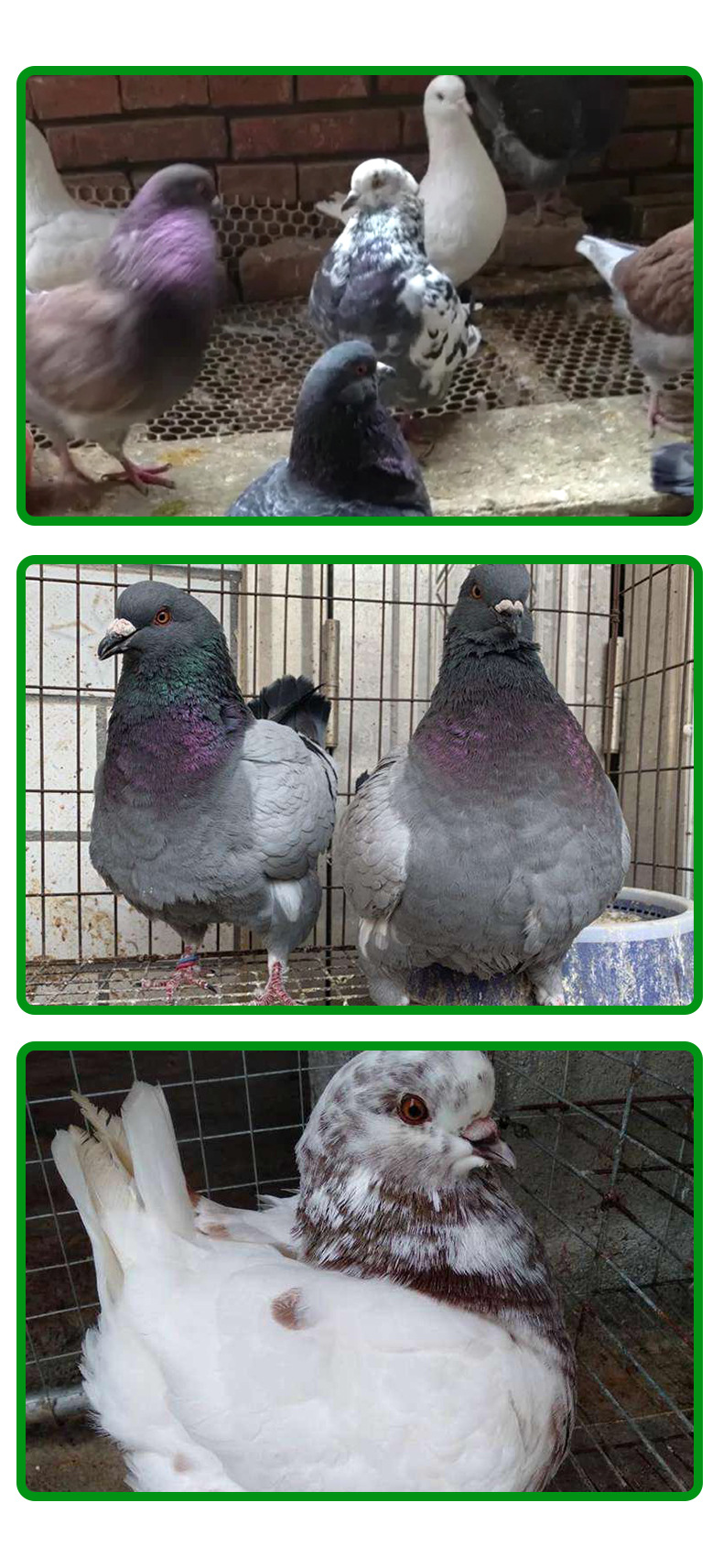 元宝鸽详情页-_05.jpg