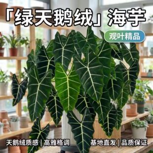 �G���Z�q����Gֲ���ԾGֲ���M�������҃��̨�����^�~�ļ����B��