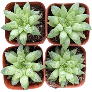 ˮ4 4-7cmʮ¶GֲԶֲ