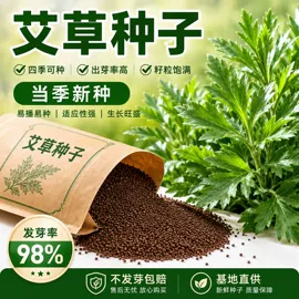 种子;草种子;盆栽