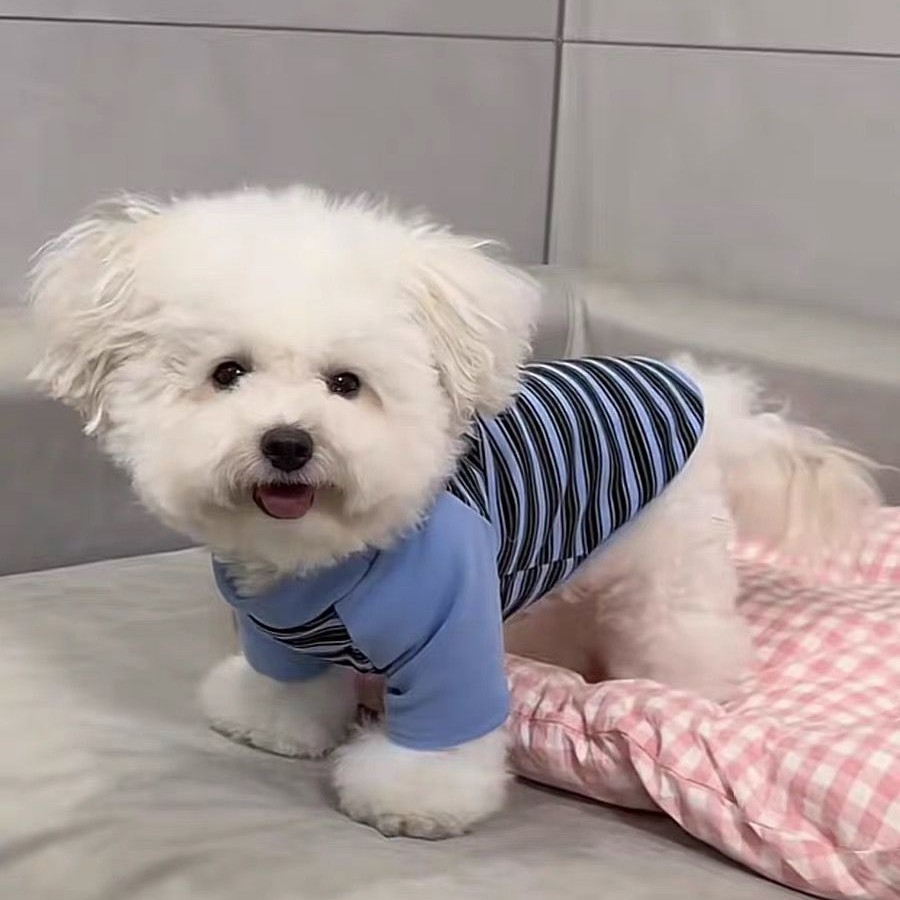 Gatos otoño invierno ropa accesorios rayas mascotas perros pequeños peleas de peluche que osos suministros de camiseta de base universal transfronterizos