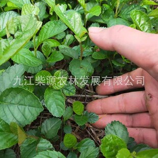 ��Ҏ���Rȫ�����Ϙ�ľ2���ֽ��Ϙ�ľ�N�� ���Ϙ�ľ6���֘�ľ9����